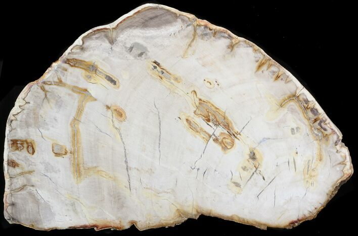 Araucaria Petrified Wood From Madagascar - #41604